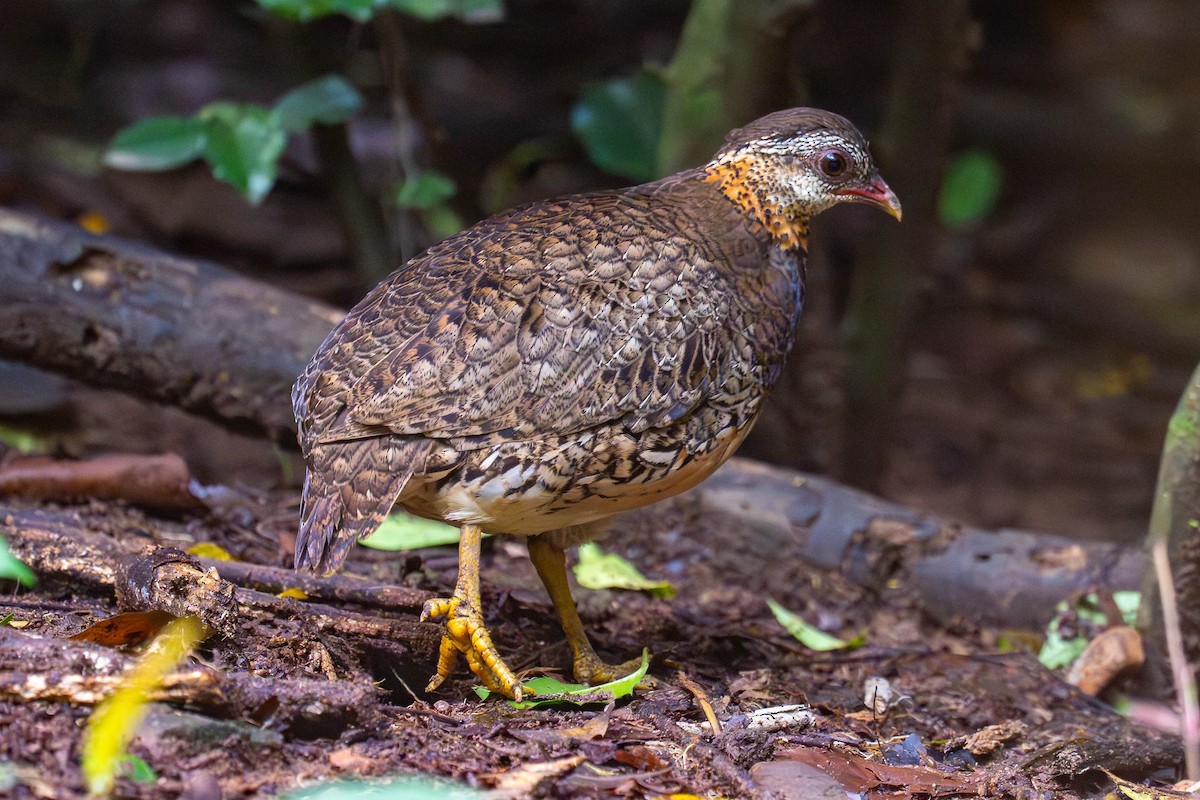 Зеленоногая лесная куропатка [группа chloropus] - ML645994714
