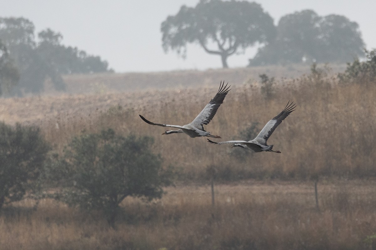 Серый журавль - ML645994715