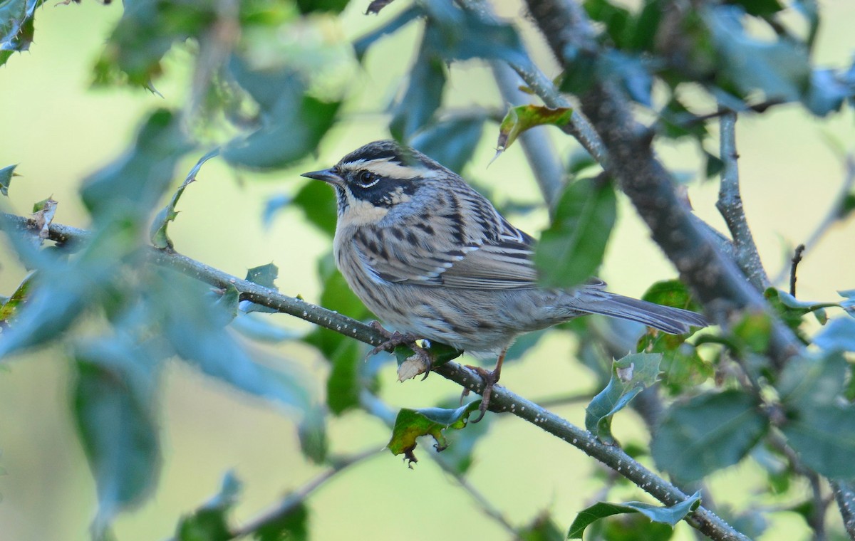 Черногорлая завирушка - ML645994716