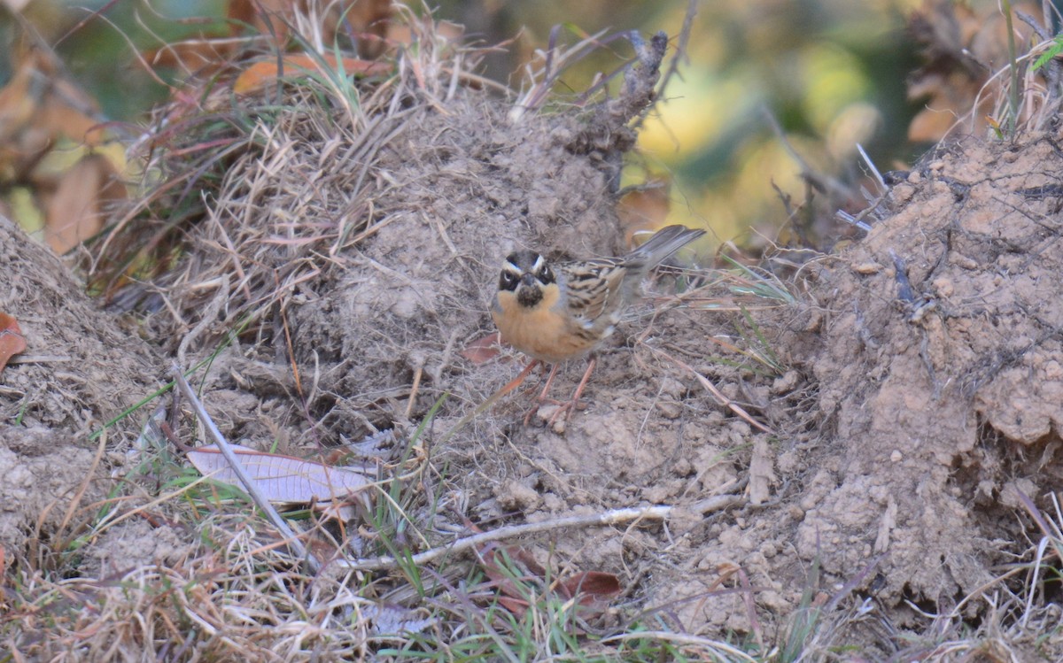 Черногорлая завирушка - ML645994717