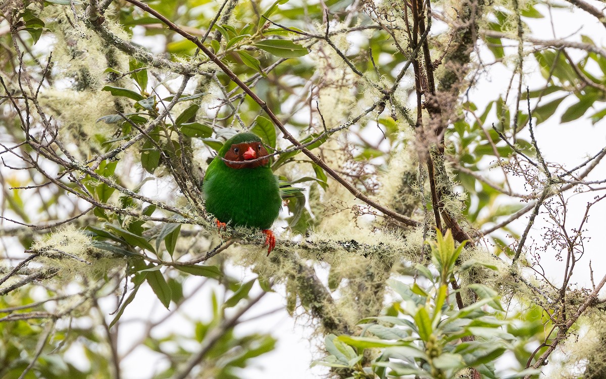 Попугаевая танагра - ML645994719