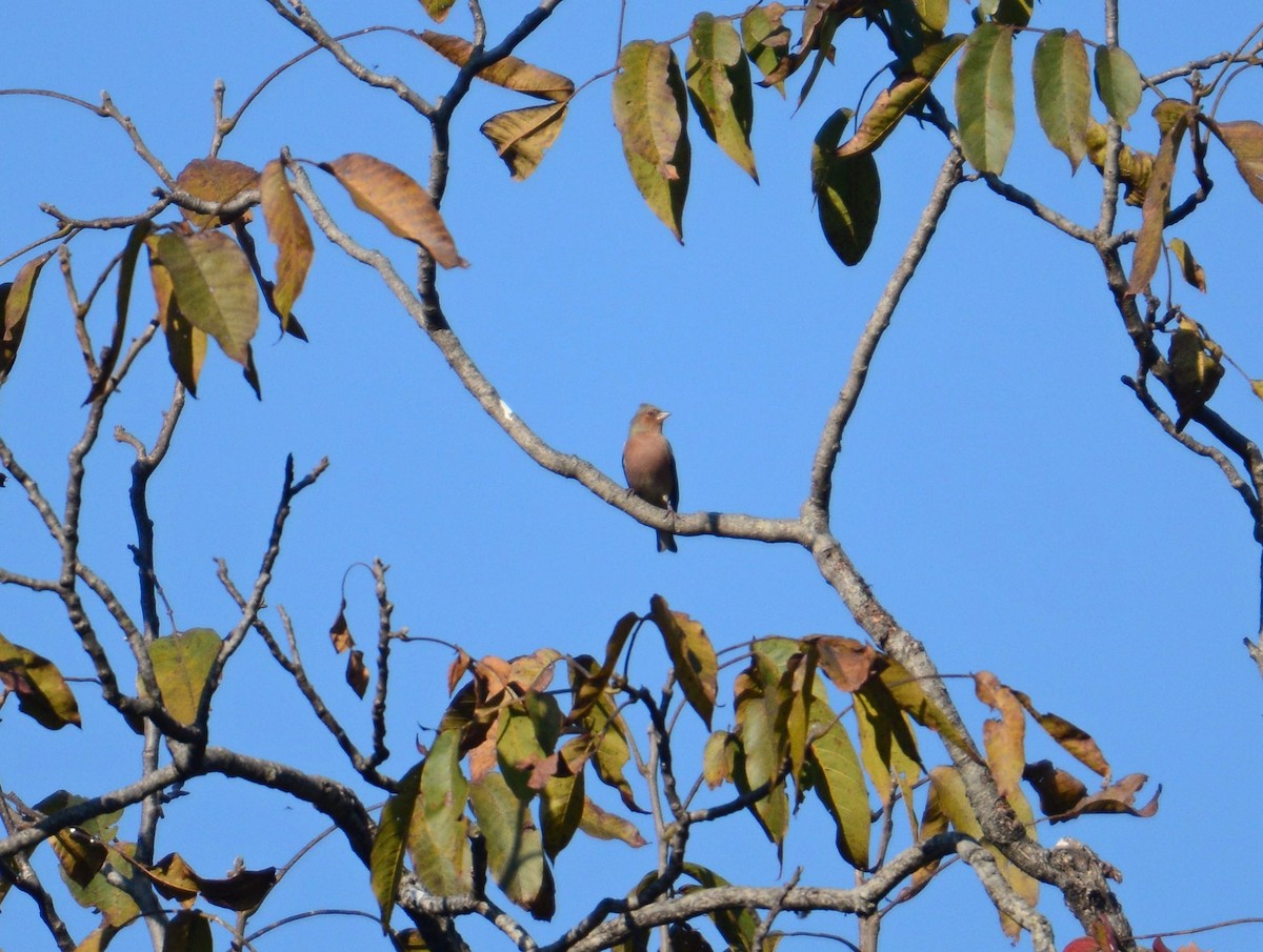 Зяблик - ML645994720