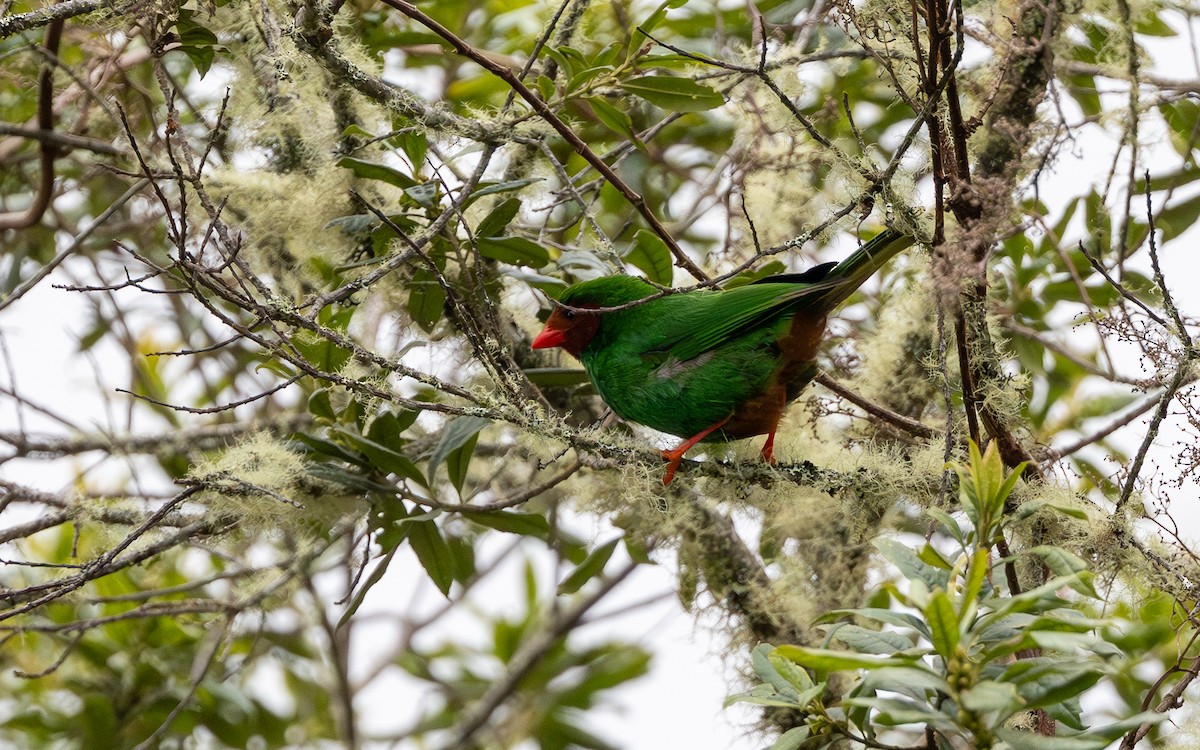 Попугаевая танагра - ML645994721