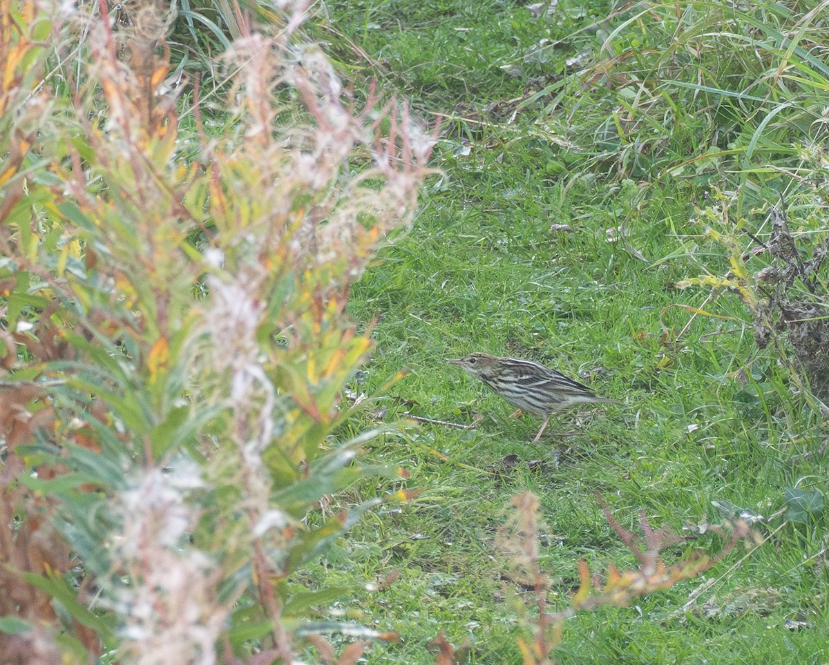 Сибирский конёк - ML645994722