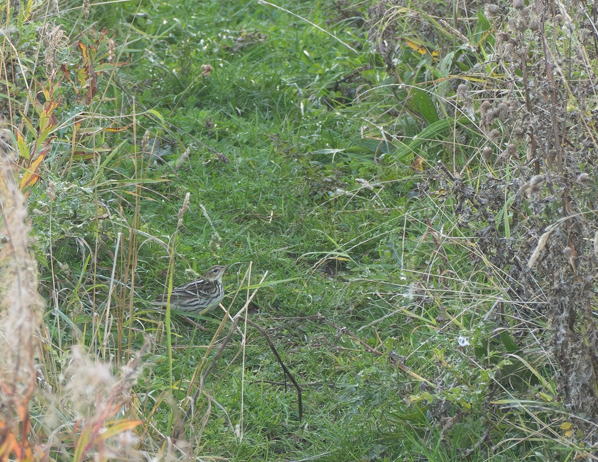 Сибирский конёк - ML645994723