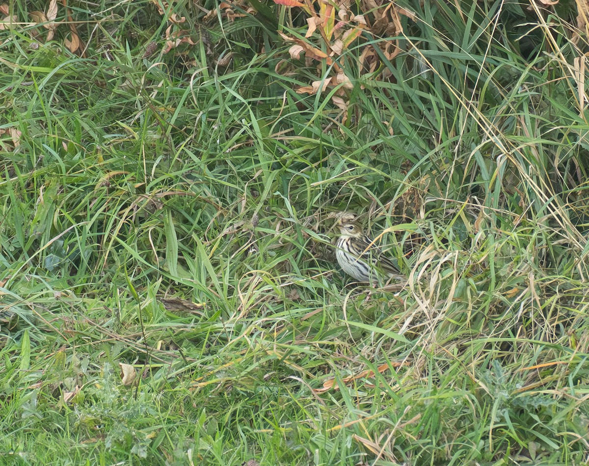 Сибирский конёк - ML645994724