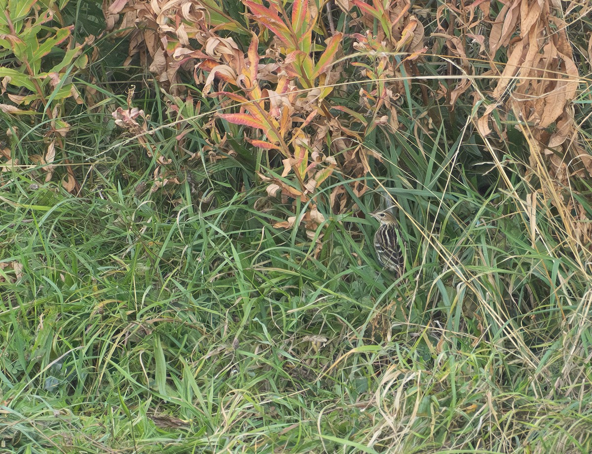 Сибирский конёк - ML645994725