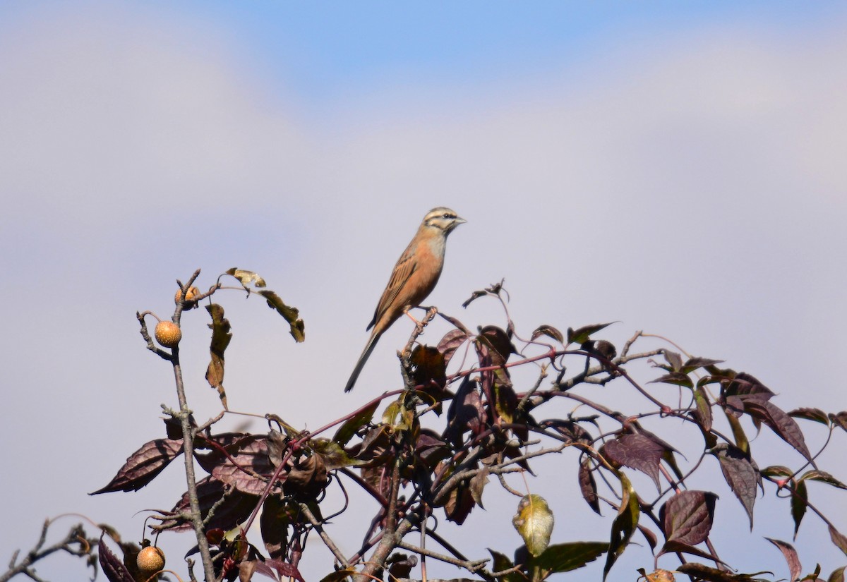 Горная овсянка - ML645994726