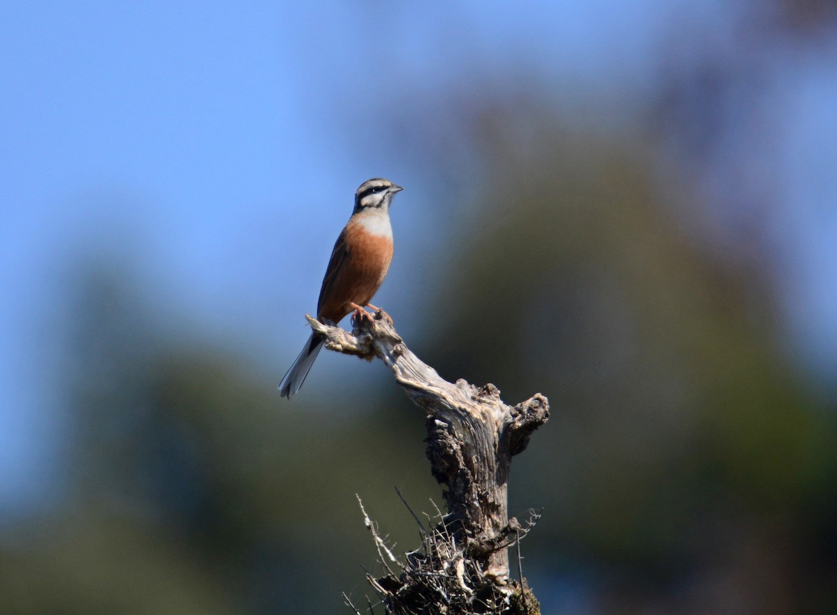 Горная овсянка - ML645994727