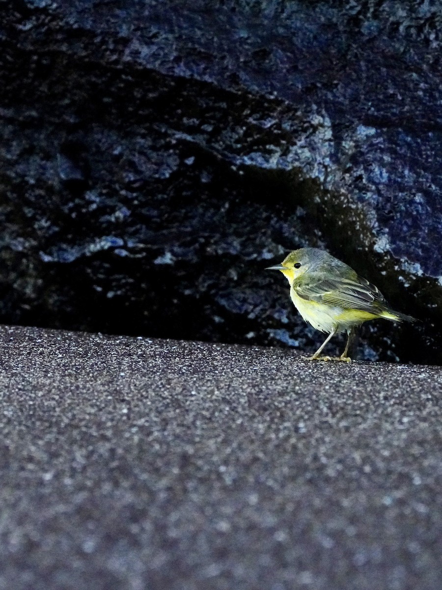 Mangrove Yellow Warbler (Galapagos) - ML645994728