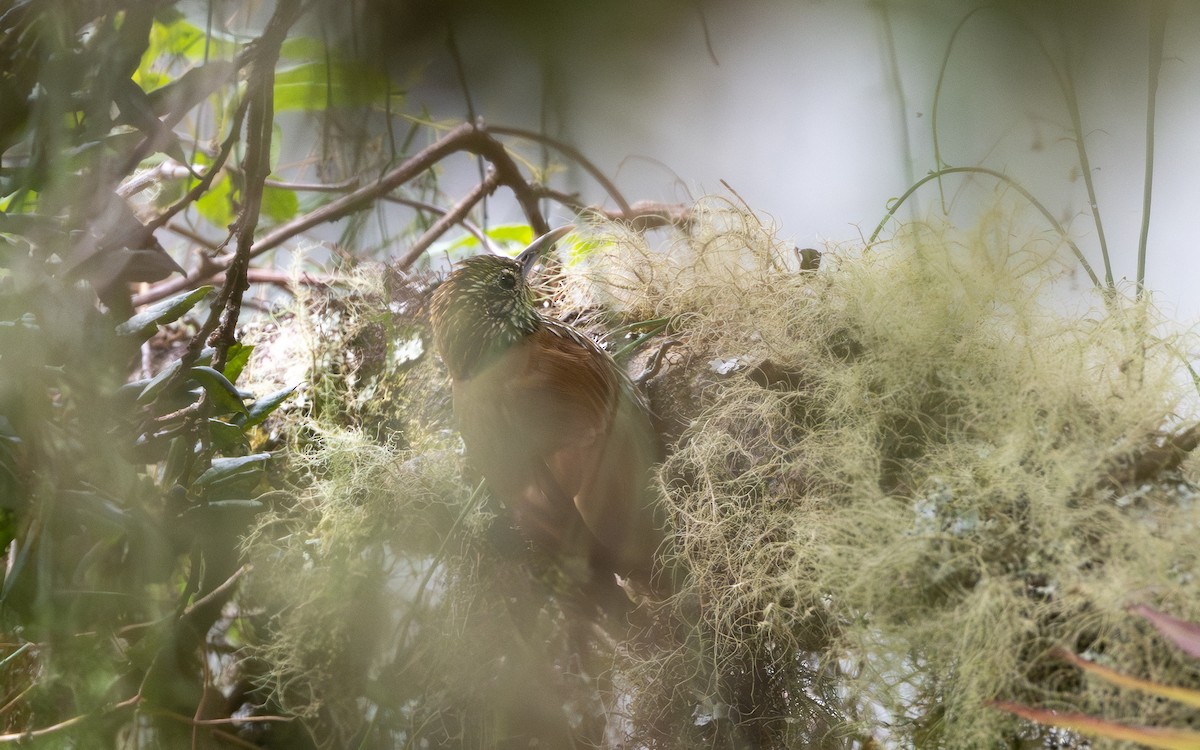 Горный древолаз - ML645994729