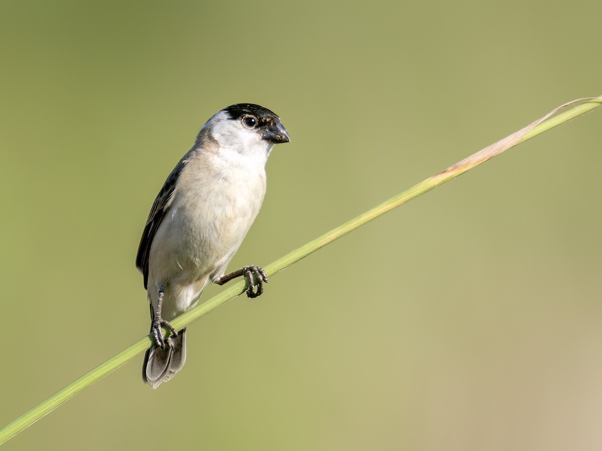 Жемчужный просяночник - ML645994731