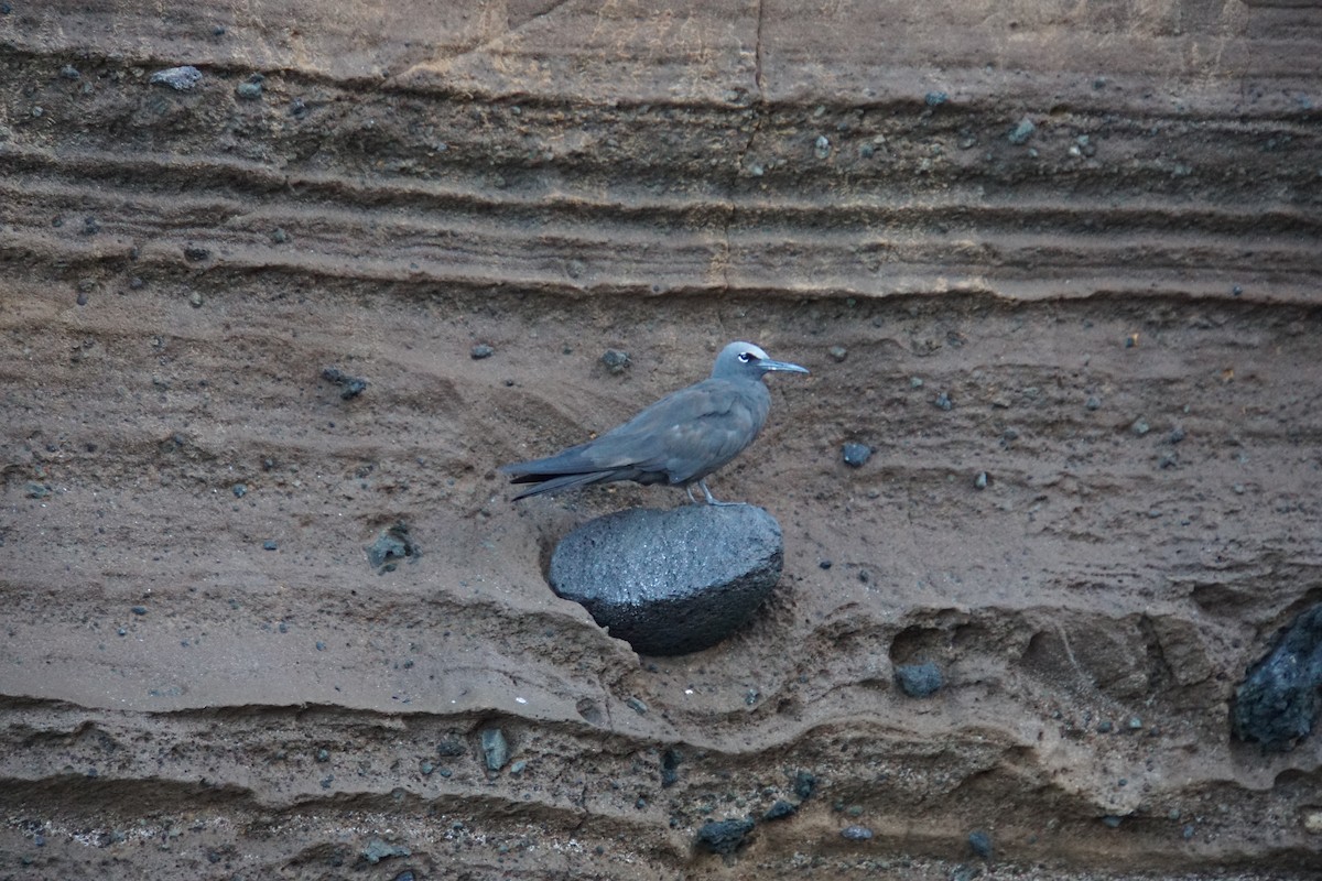 Бурая кланяющаяся крачка - ML645994732