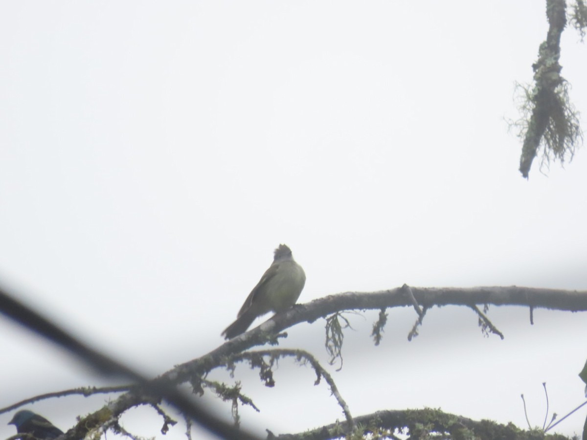 Желтобрюхая эления - ML645994733