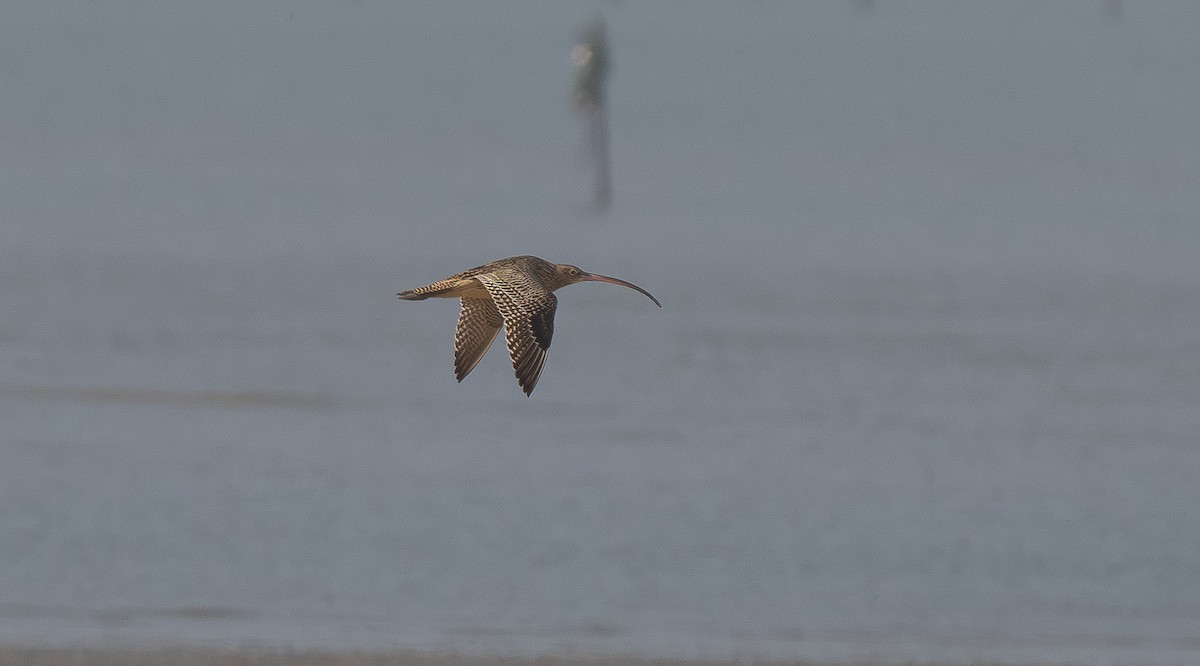 Дальневосточный кроншнеп - ML645994734