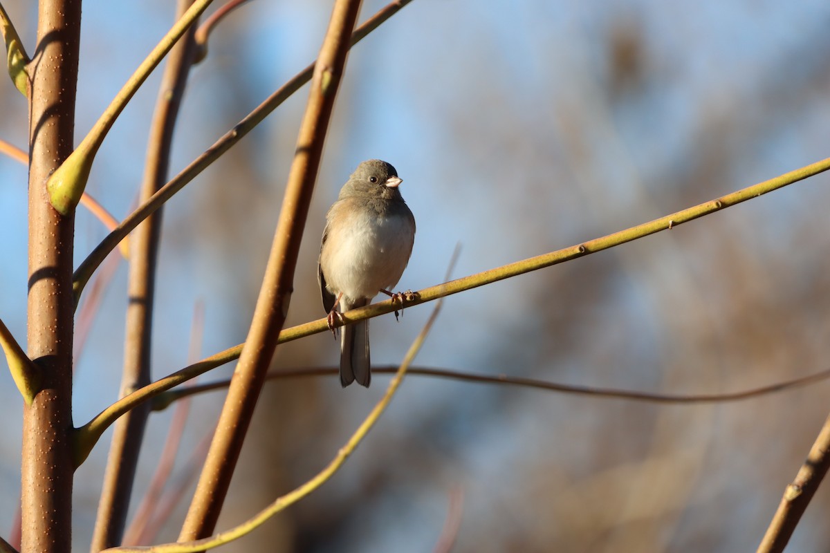 Серый юнко - ML645994735