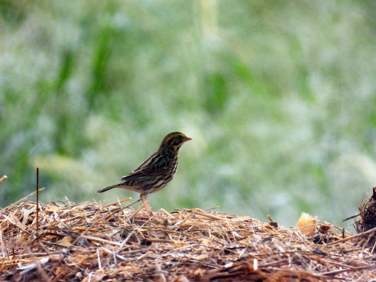 Саванная овсянка - ML645994736