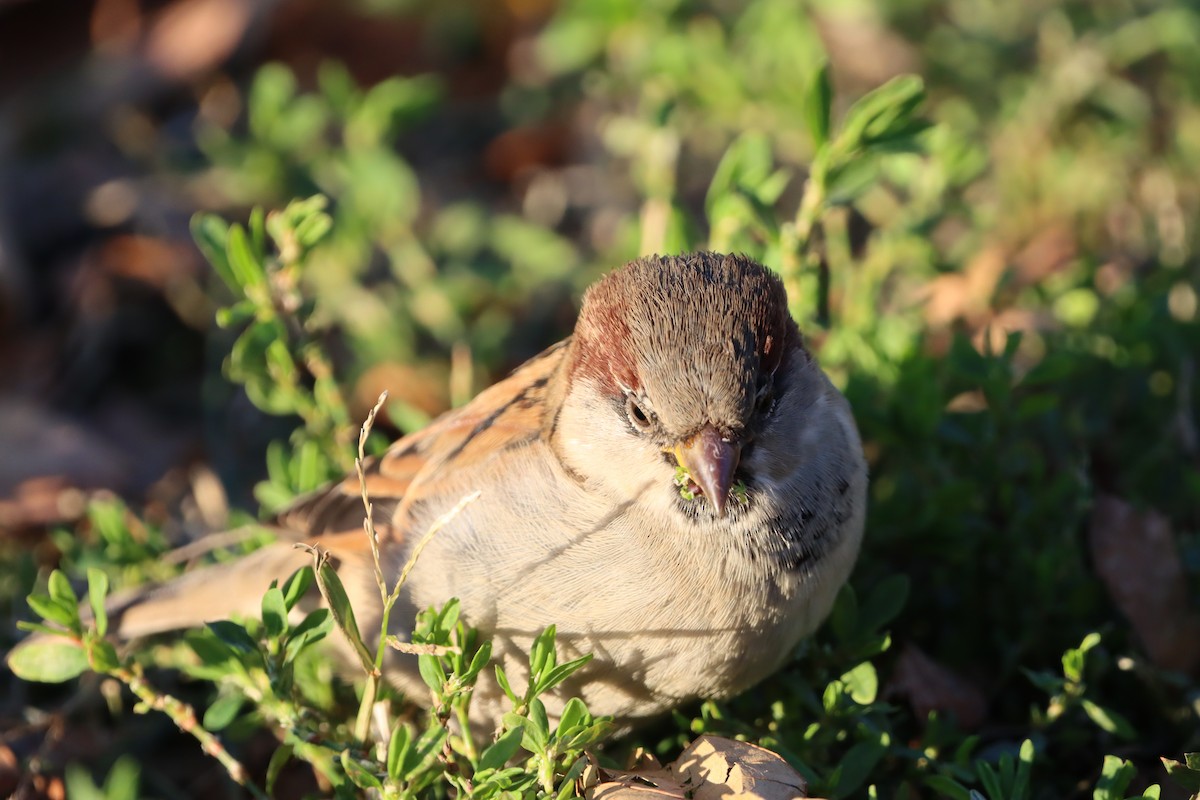 Домовый воробей - ML645994737