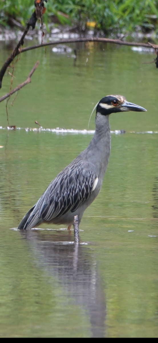 Квак чорногорлий - ML645994753