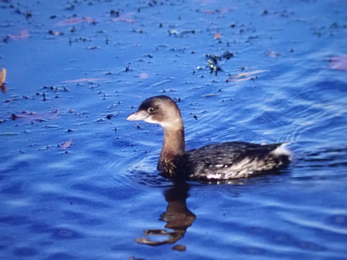 Pied-billed Grebe - ML645994754