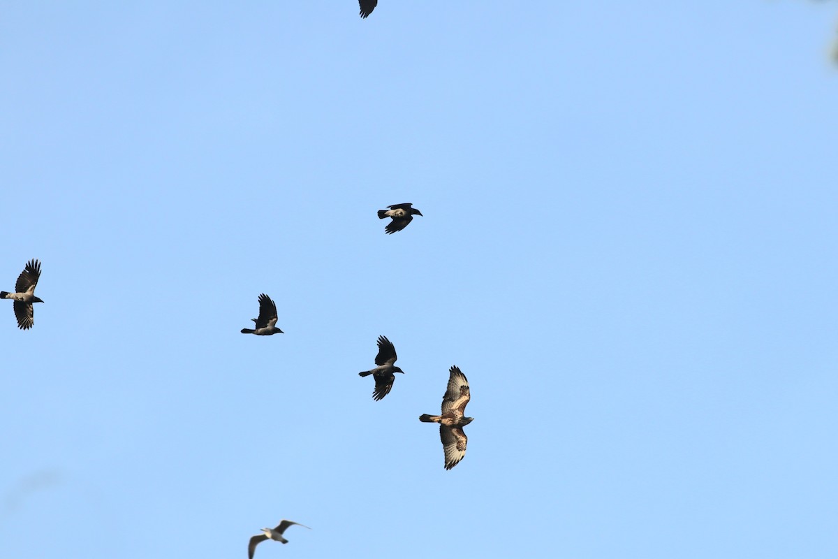 Канюк sp. - ML645994755