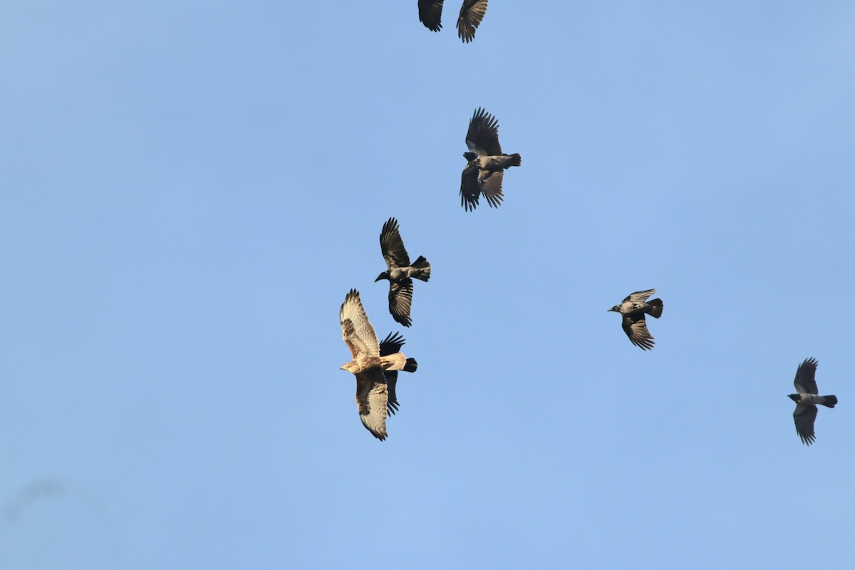 Канюк sp. - ML645994756