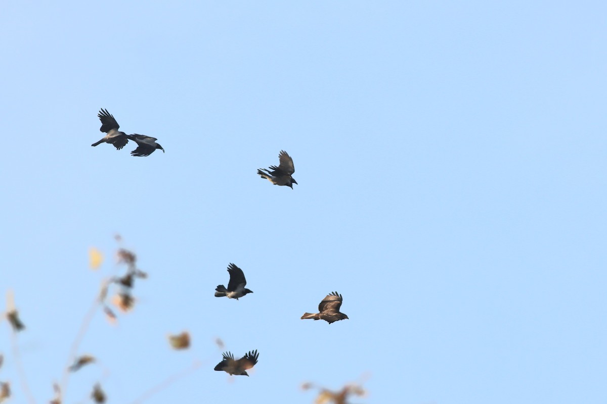 Канюк sp. - ML645994757