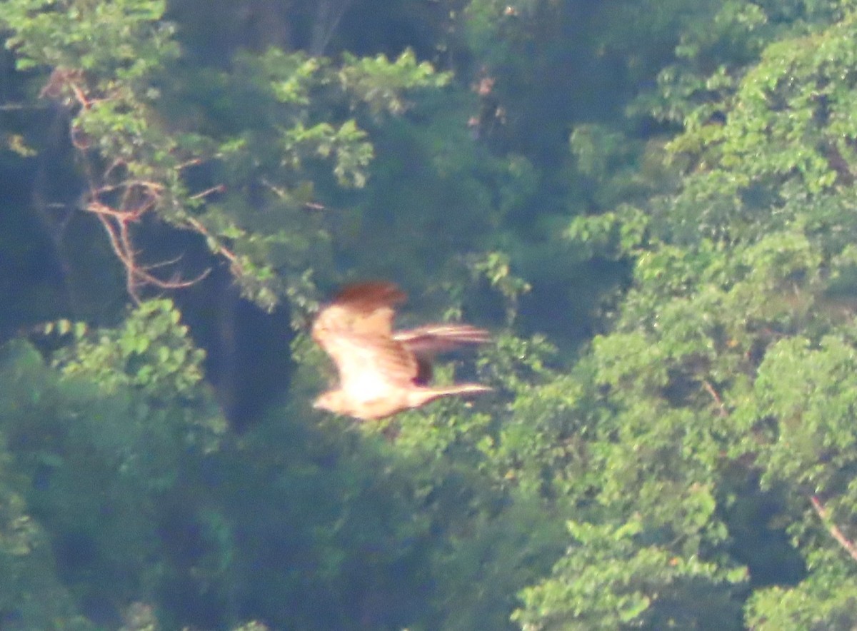 luňák hvízdavý - ML645994758