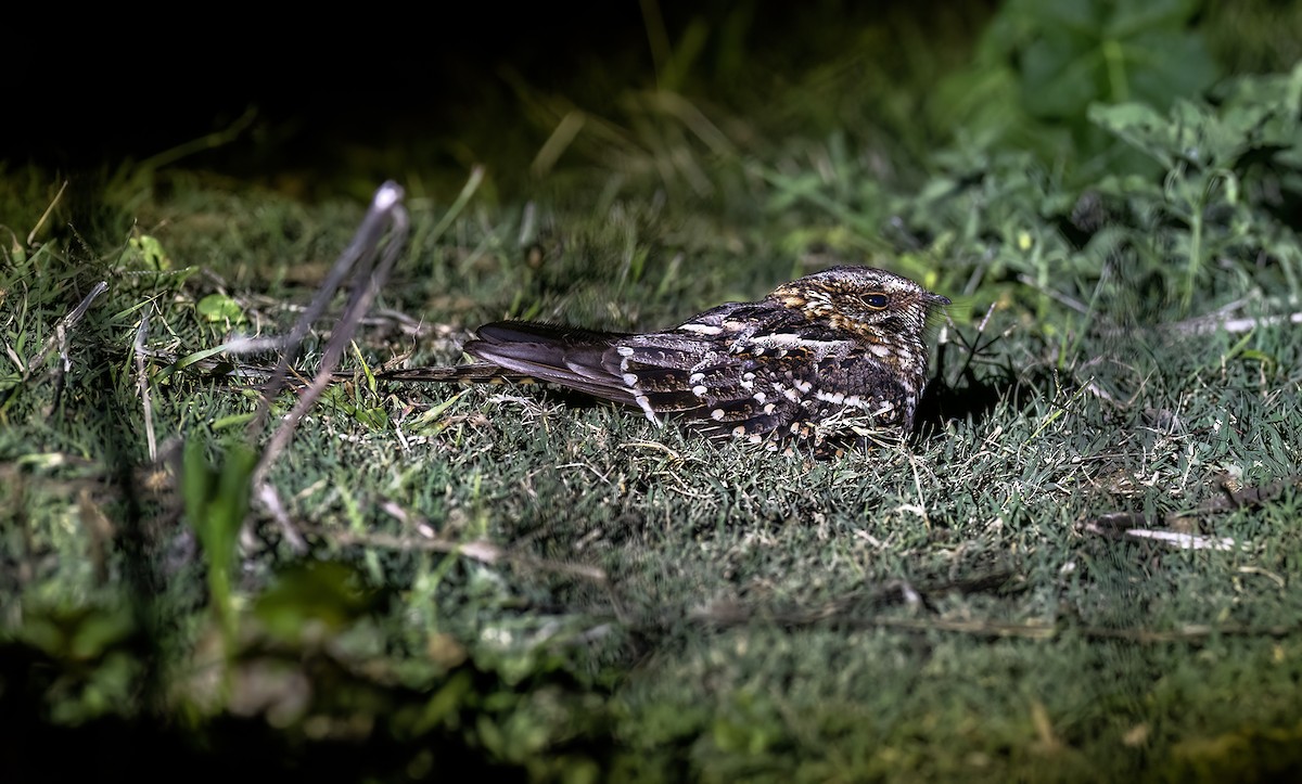 ハサミヨタカ - ML645994762