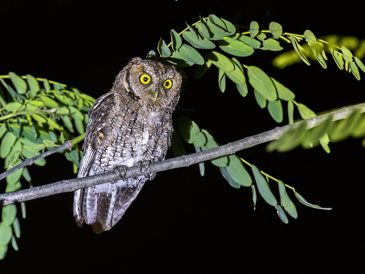 Montane Forest Screech-Owl - ML645994763