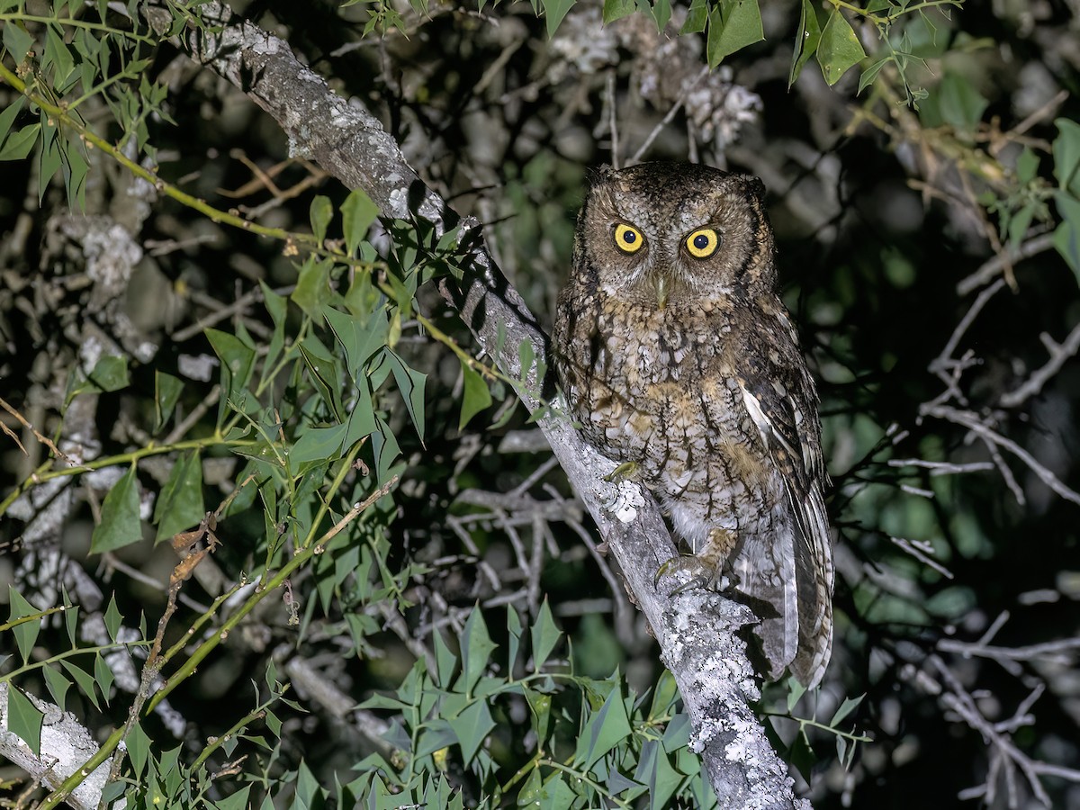 Montane Forest Screech-Owl - ML645994766