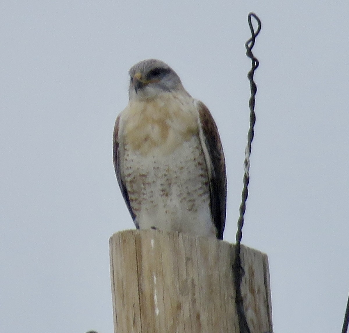 Ferruginous Hawk - ML645994768