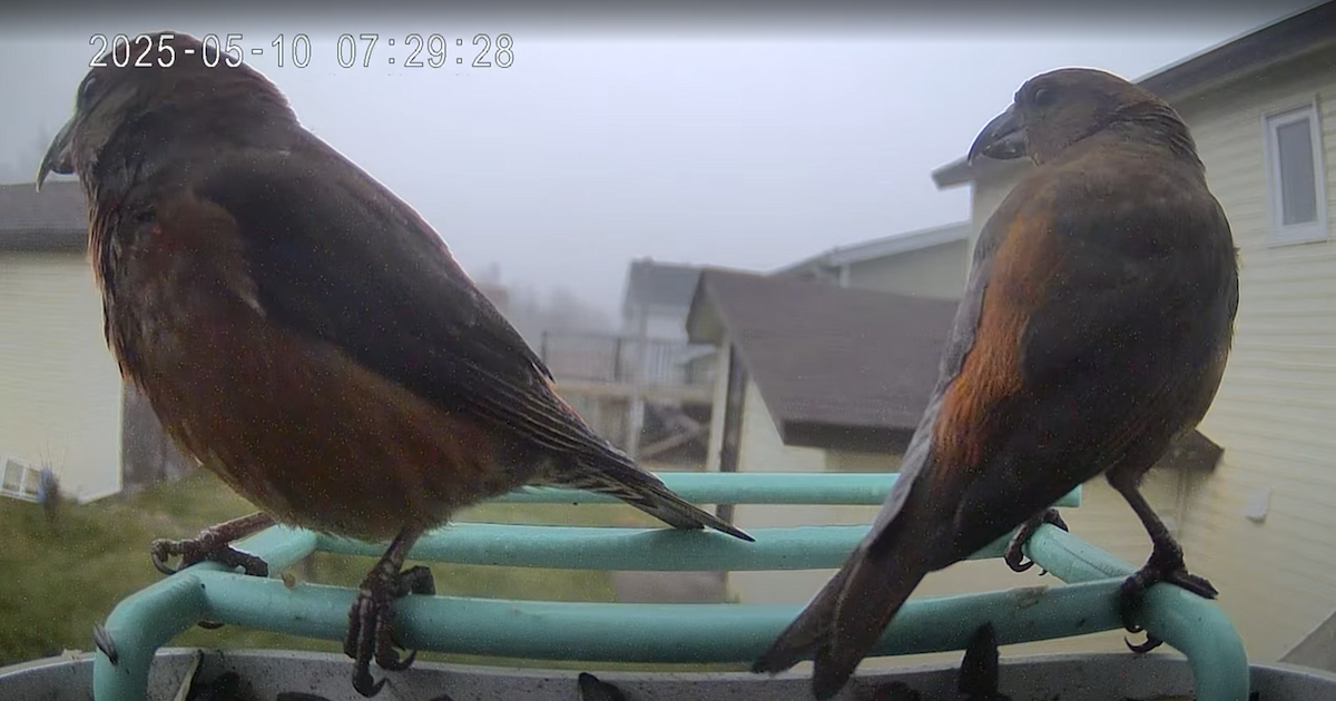 Red Crossbill - ML645994769