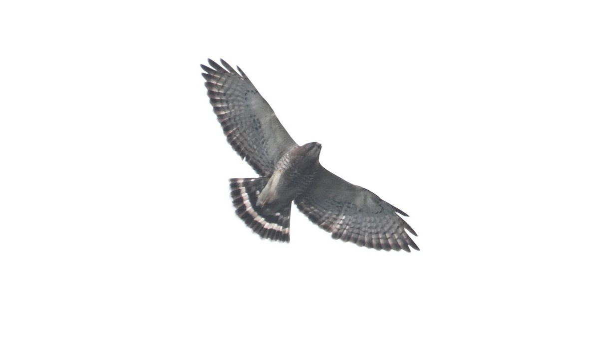 Broad-winged Hawk - ML645994771