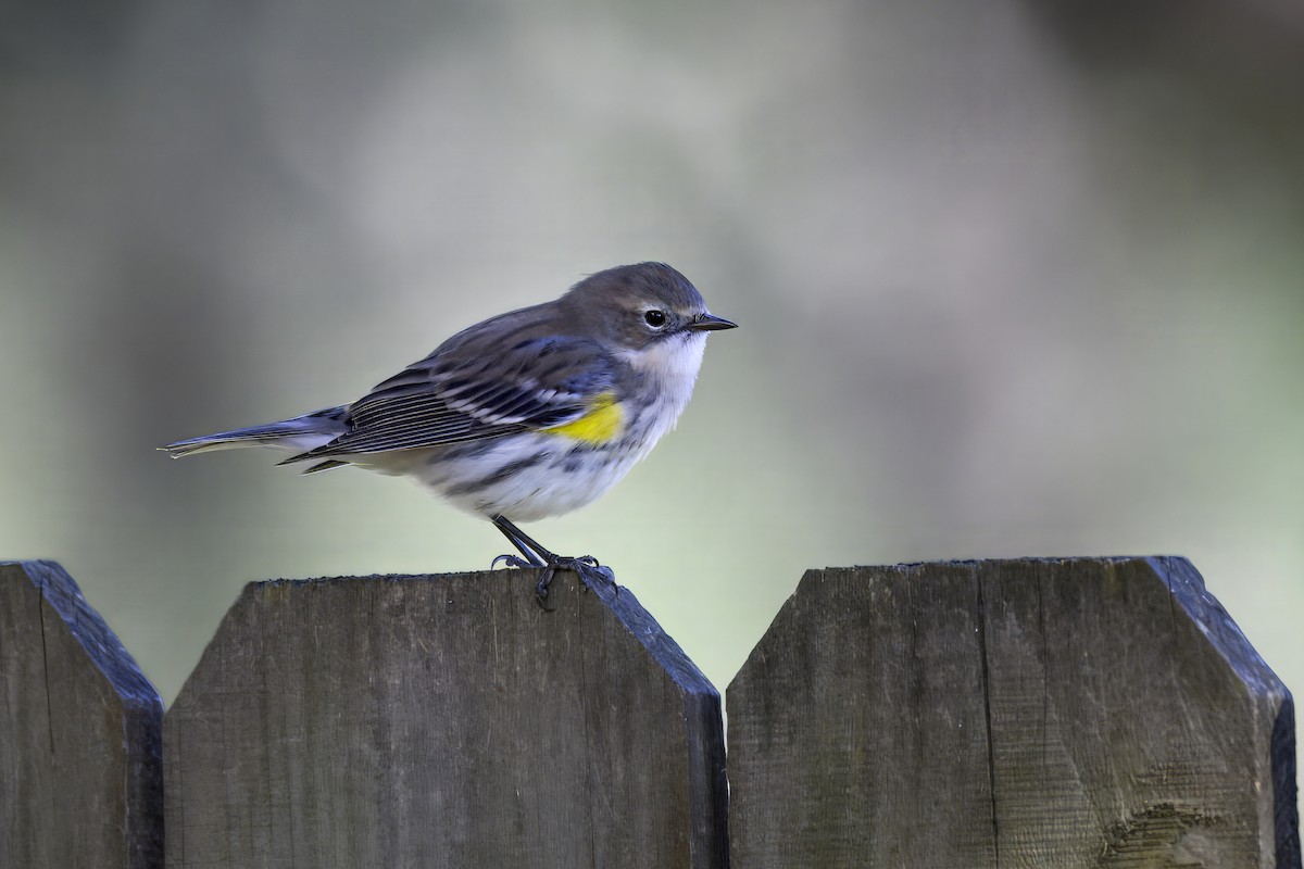 Yellow-rumped Warbler - ML645994772