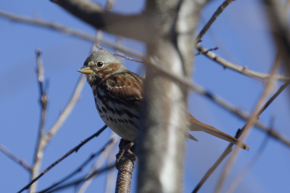 strnadec kaštanový - ML645994781