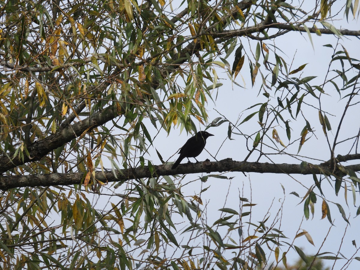 Common Grackle - ML645994785