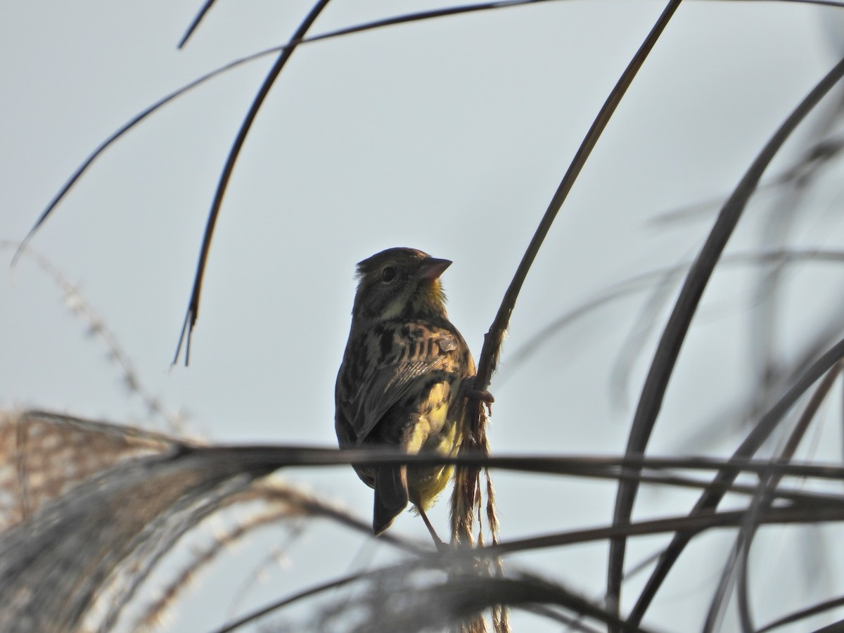 engspurv - ML645994787