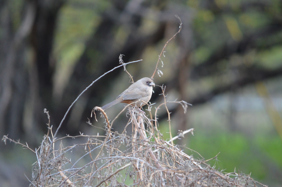 Abert's Towhee - ML645994791