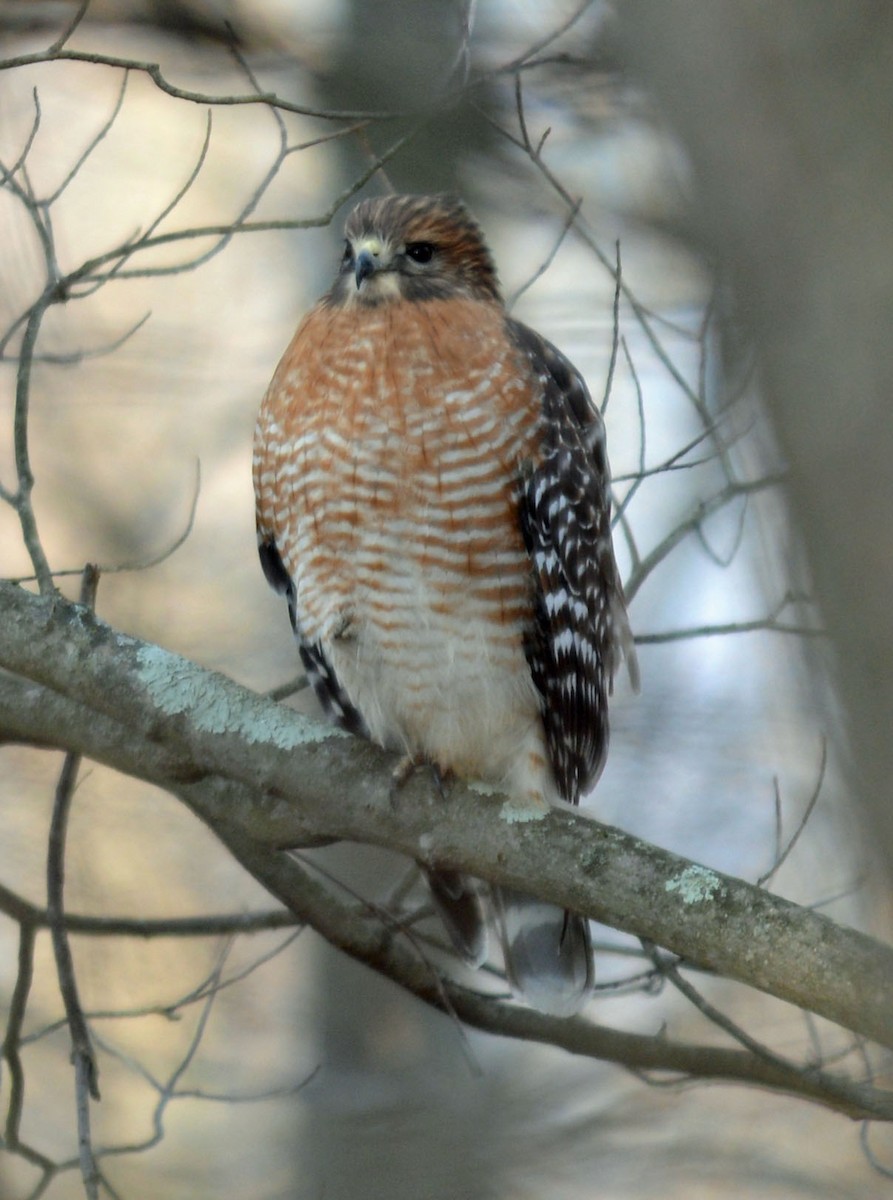 Red-shouldered Hawk - ML645994792