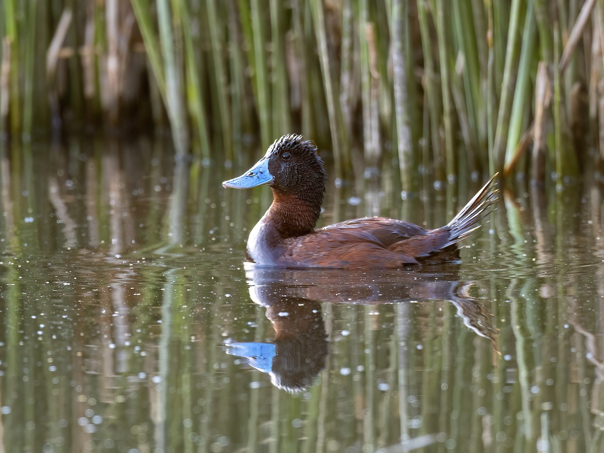 Andean Duck - ML645994802
