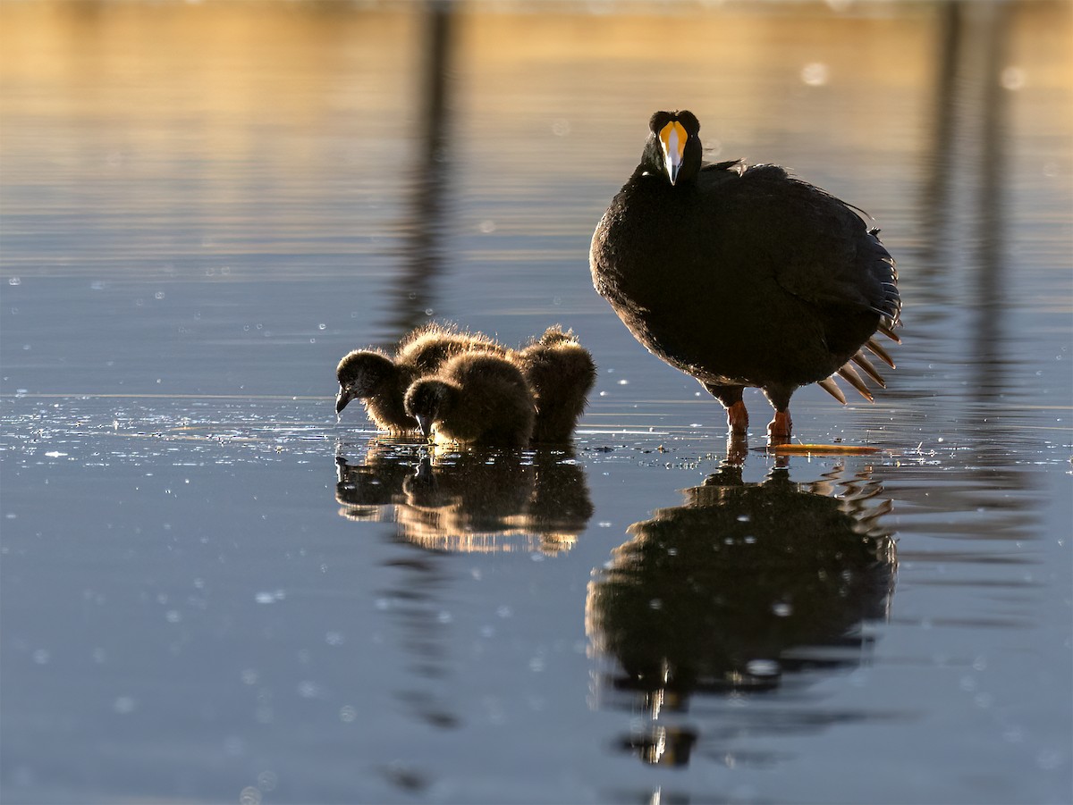 Giant Coot - ML645994804