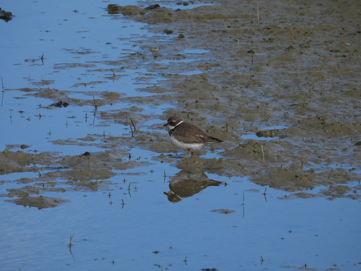 Semipalmated Plover - ML645994807