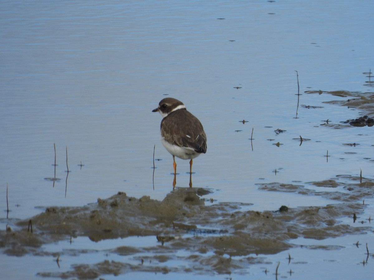Semipalmated Plover - ML645994809