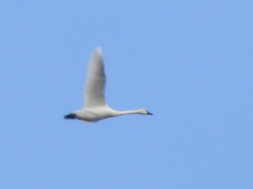 Cigno minore - ML645994813