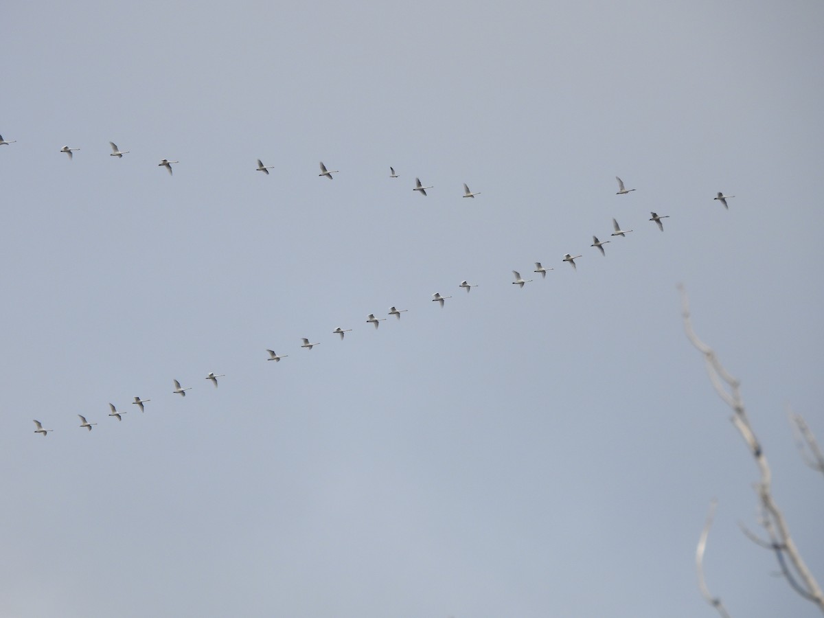 Cigno minore - ML645994814