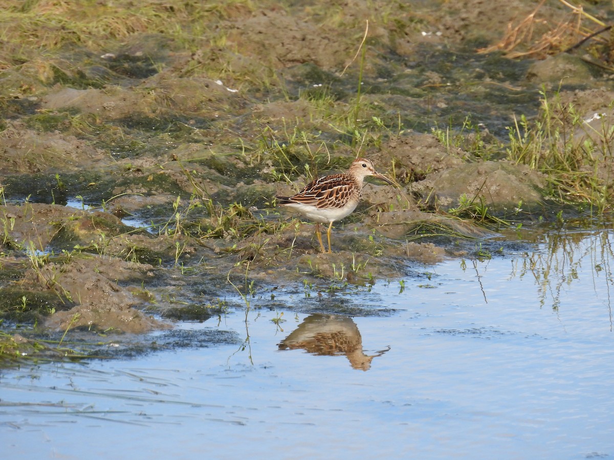 Pectoral Sandpiper - ML645994819