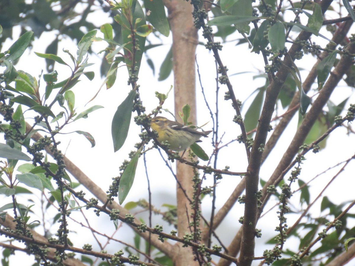 Reinita Gorjinaranja - ML645994826