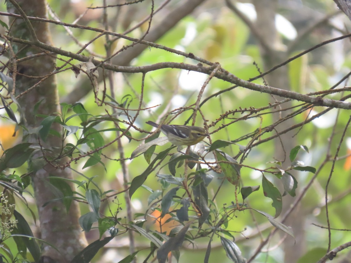 Reinita Gorjinaranja - ML645994827