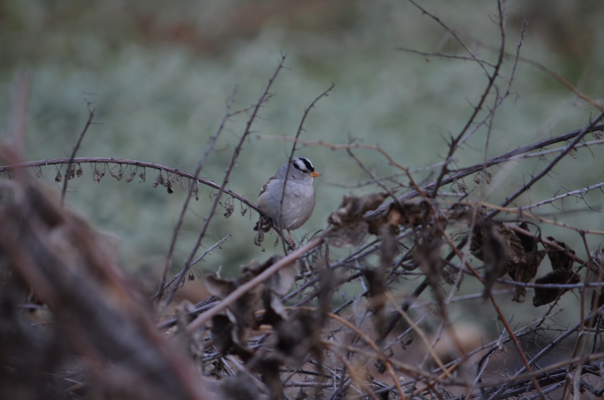 White-crowned Sparrow - ML645994828